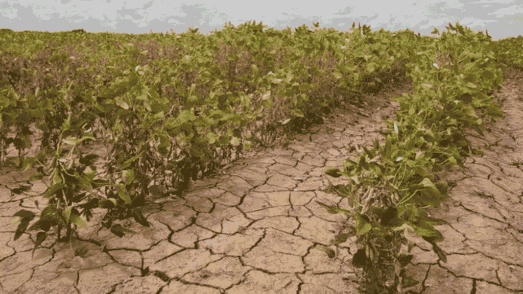 Impact of Climate Change on Forage Crop Distribution