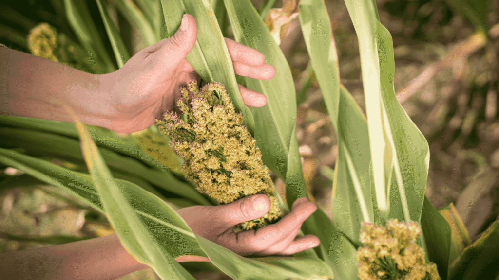 Hybrid Vigor in Sorghum
