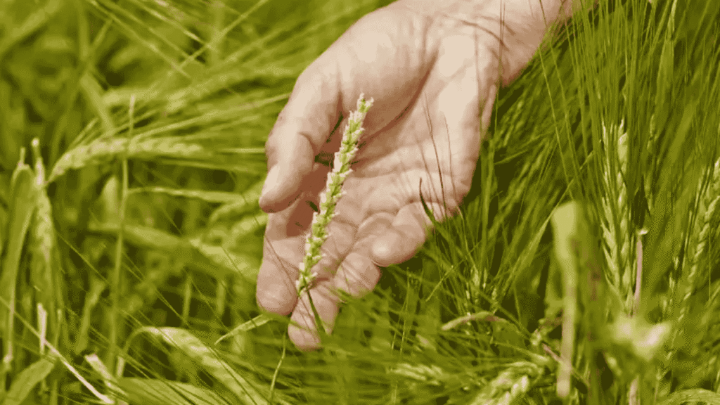 Breeding Strategies for High-Protein Barley Varieties