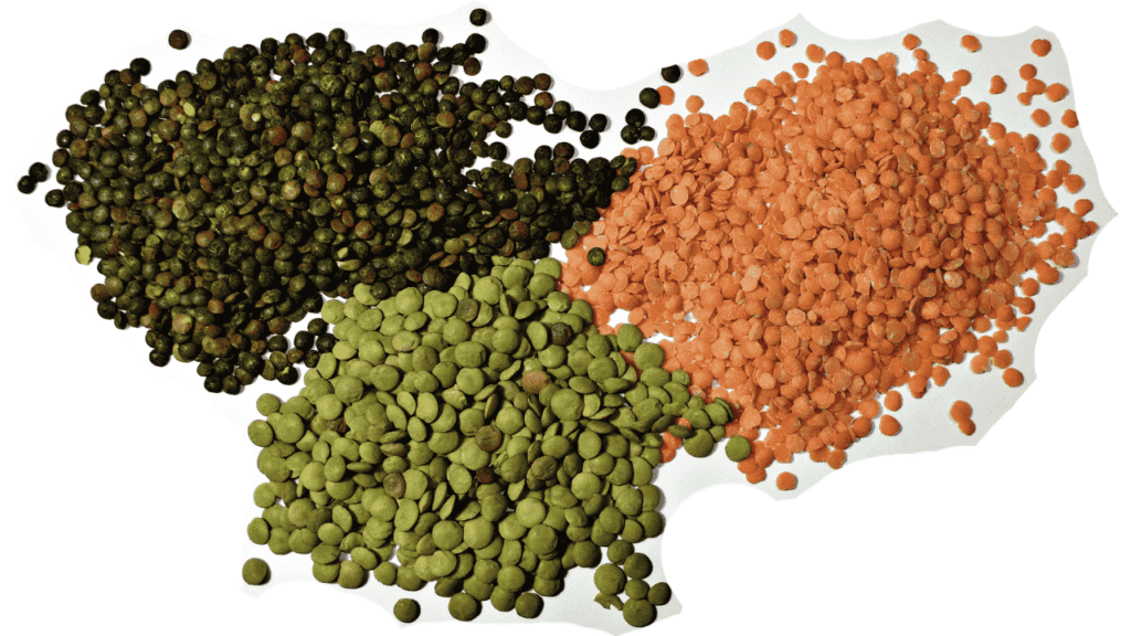 Evaluation of Genetic Variability in Lentil Populations